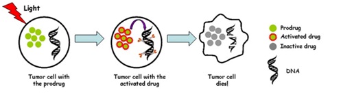 Tumor cell with prodrug > tumor cell with the activated drug > tumor cell dies!