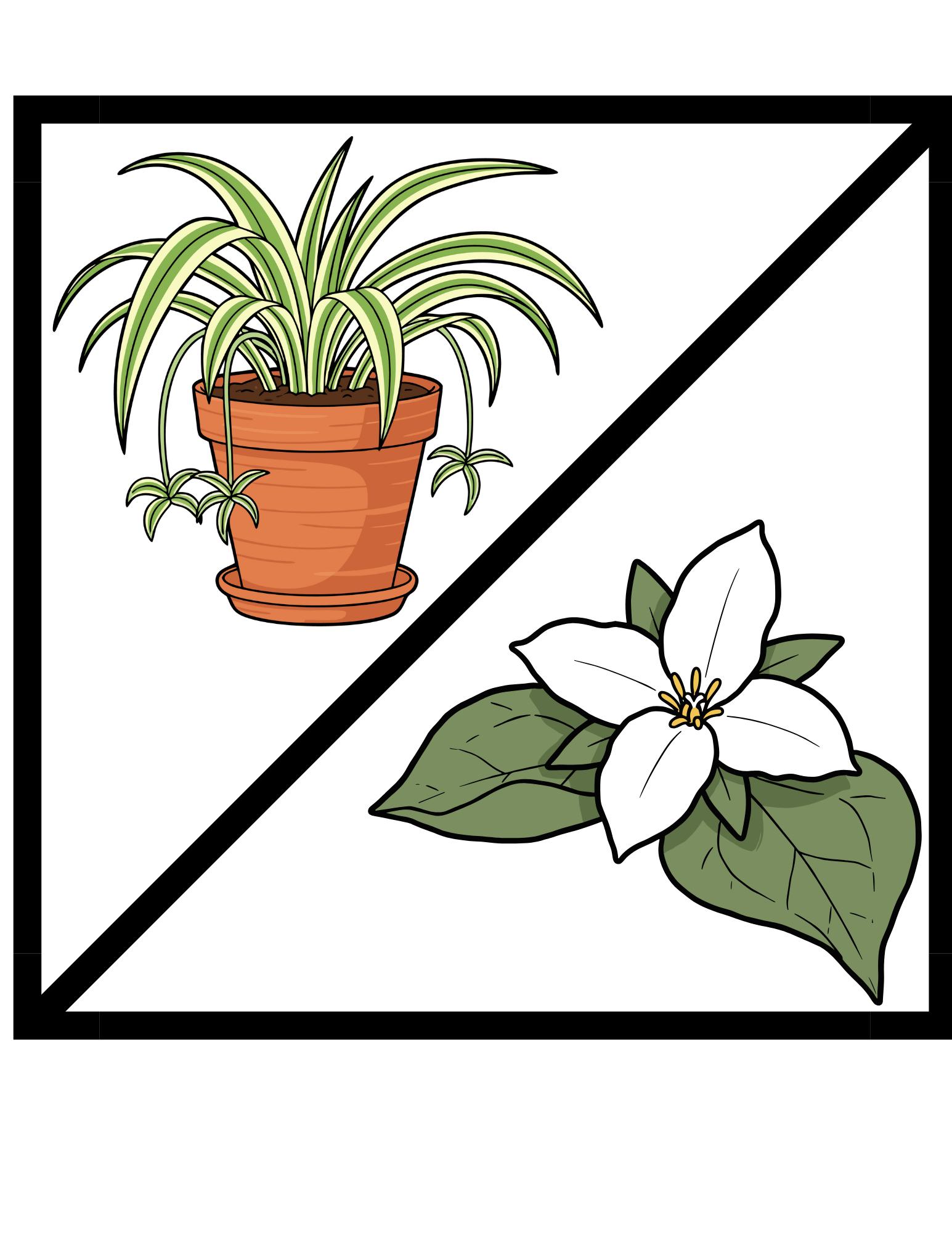 houseplant and native plant
