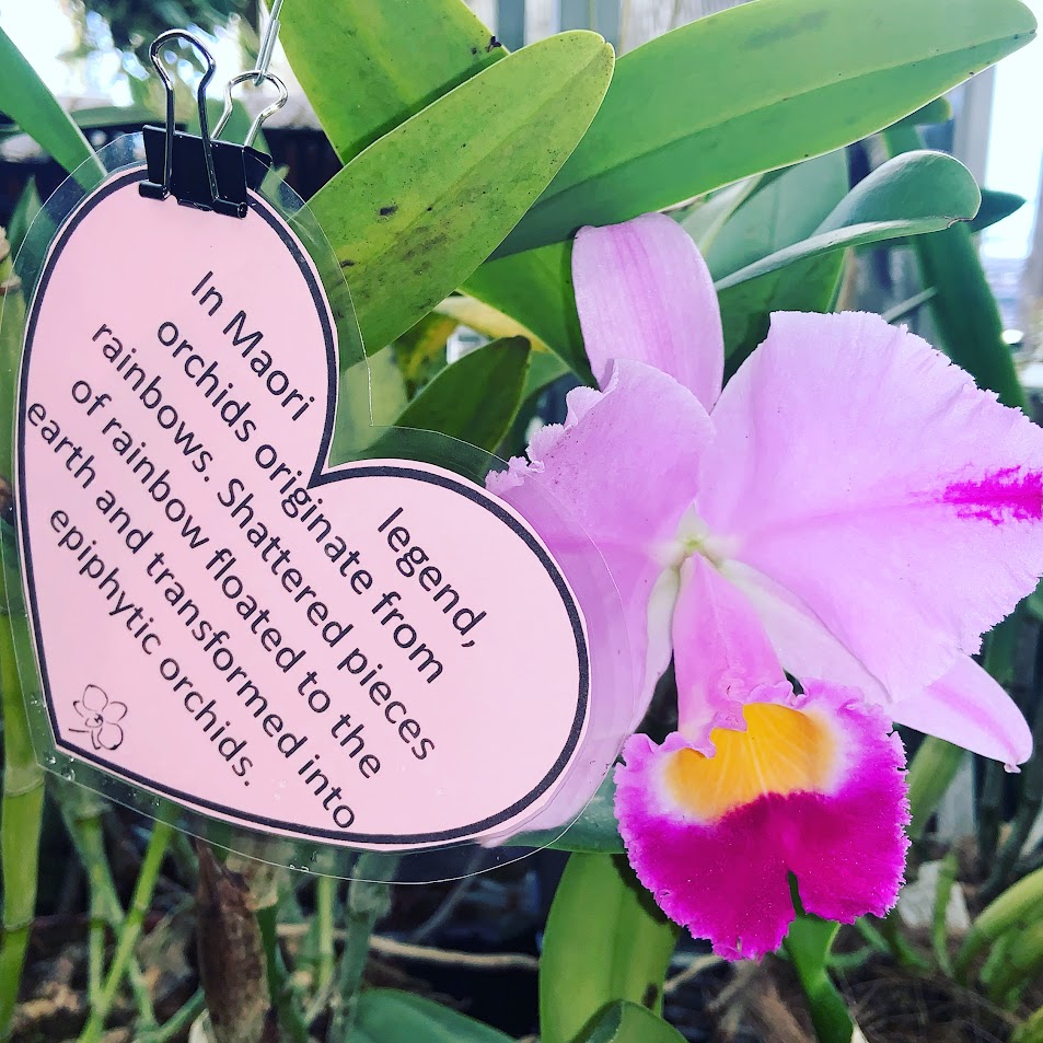 An orchid in bloom in the Greenhouse with a heart hard detailing a Maori myth about orchids