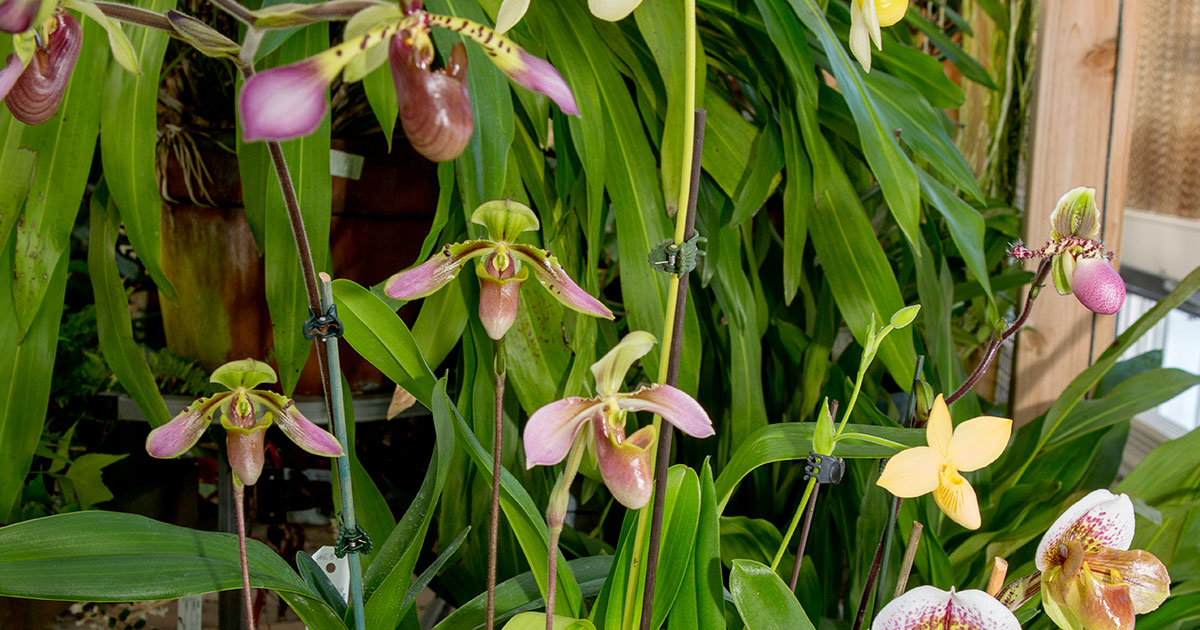 Kendall Slipper Collection