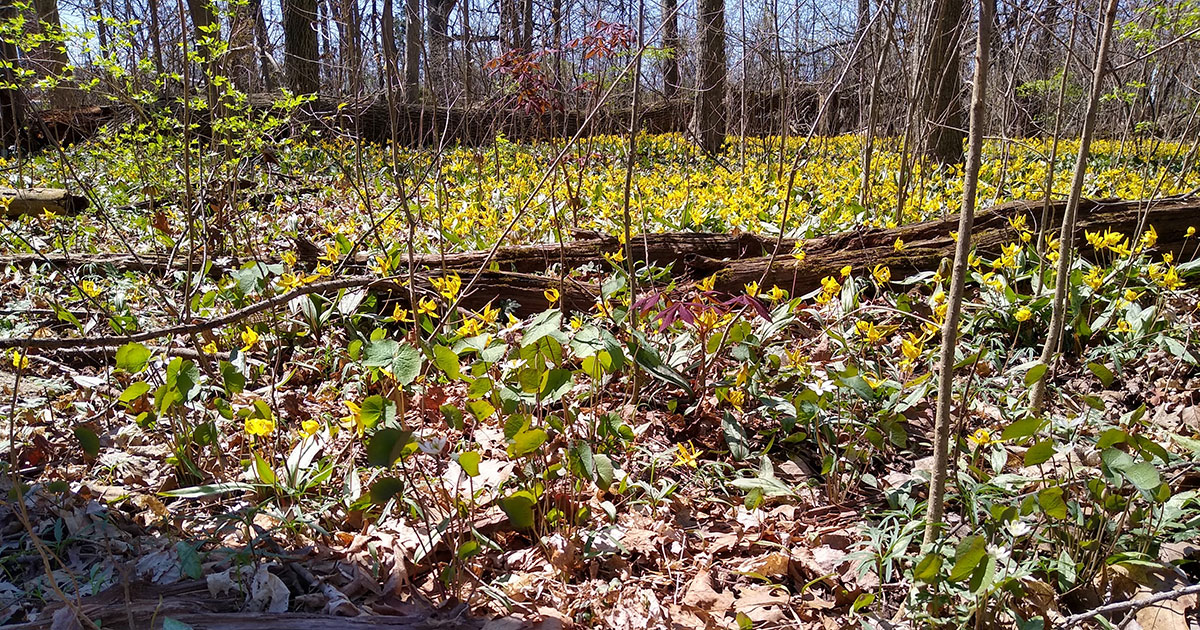 Photo in Christy Woods