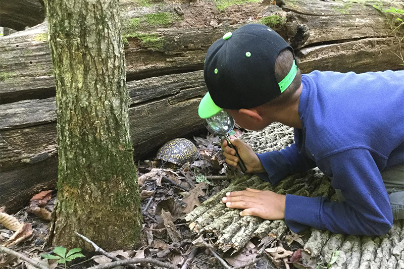 A young boy discovers a turtle