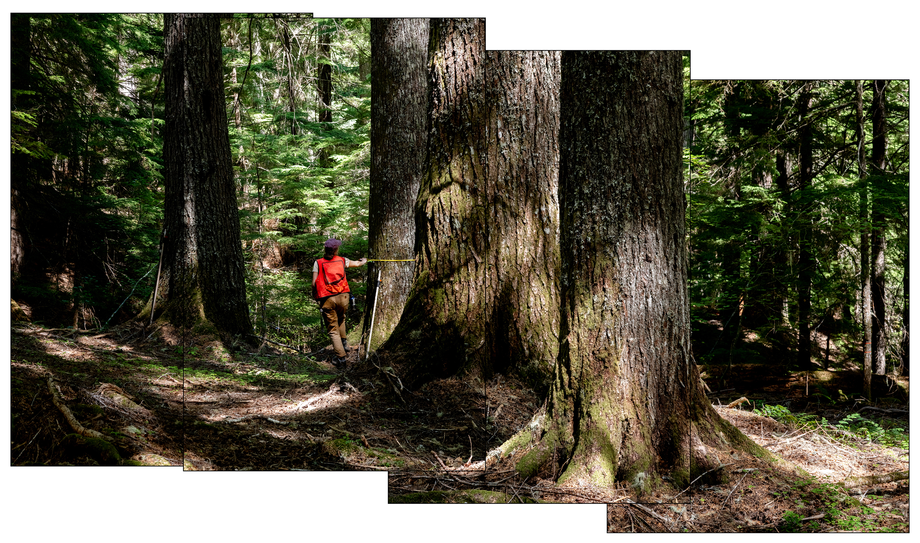 Title of image: Sydney Gastman measuring a Western Hemlock, H.J. Andrews Experimental Forest, 2023 