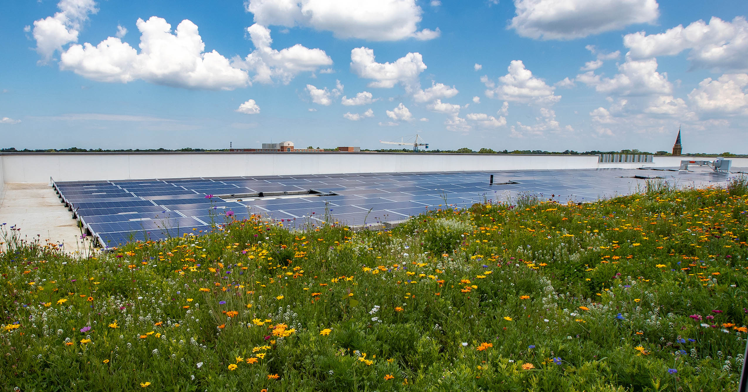 Photovoltaic solar panels beside native plants and wildflowers on the green roof of Ball State’s Health Professions Building.